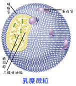 乳糜微粒(chylomicron:负责运送小肠细胞吸收的油脂,血中的浓度以